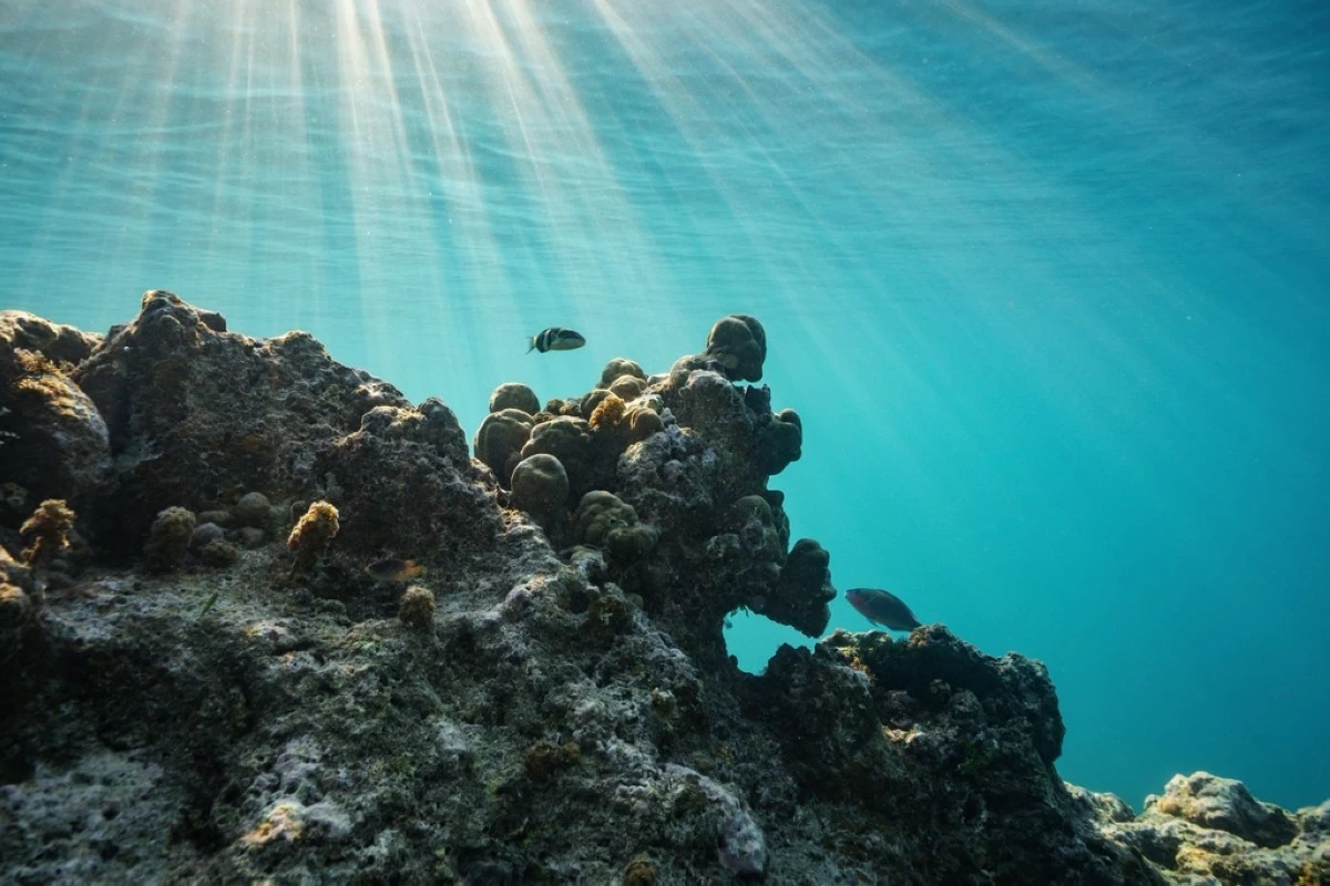 FILE - Corals grow off Efate Island, Vanuatu, Saturday, July 26, 2025. (AP Photo/Annika Hammerschlag, File)