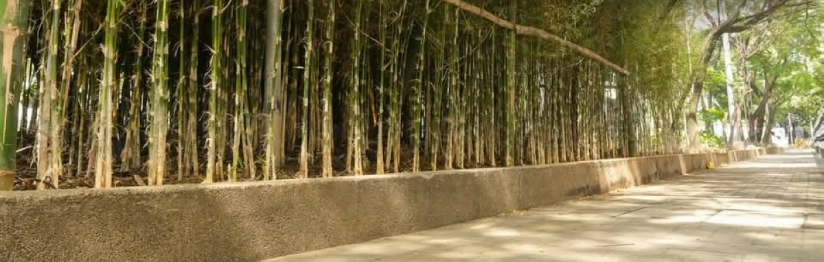 Manila to plant 100,000 bamboo trees along major roads for flood control