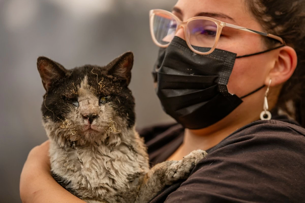 A woman holds a cat rescued after wildfires swept through homes near Lirquen, Chile, Sunday, Jan. 18, 2026. (AP Photo/Javier Torres)
