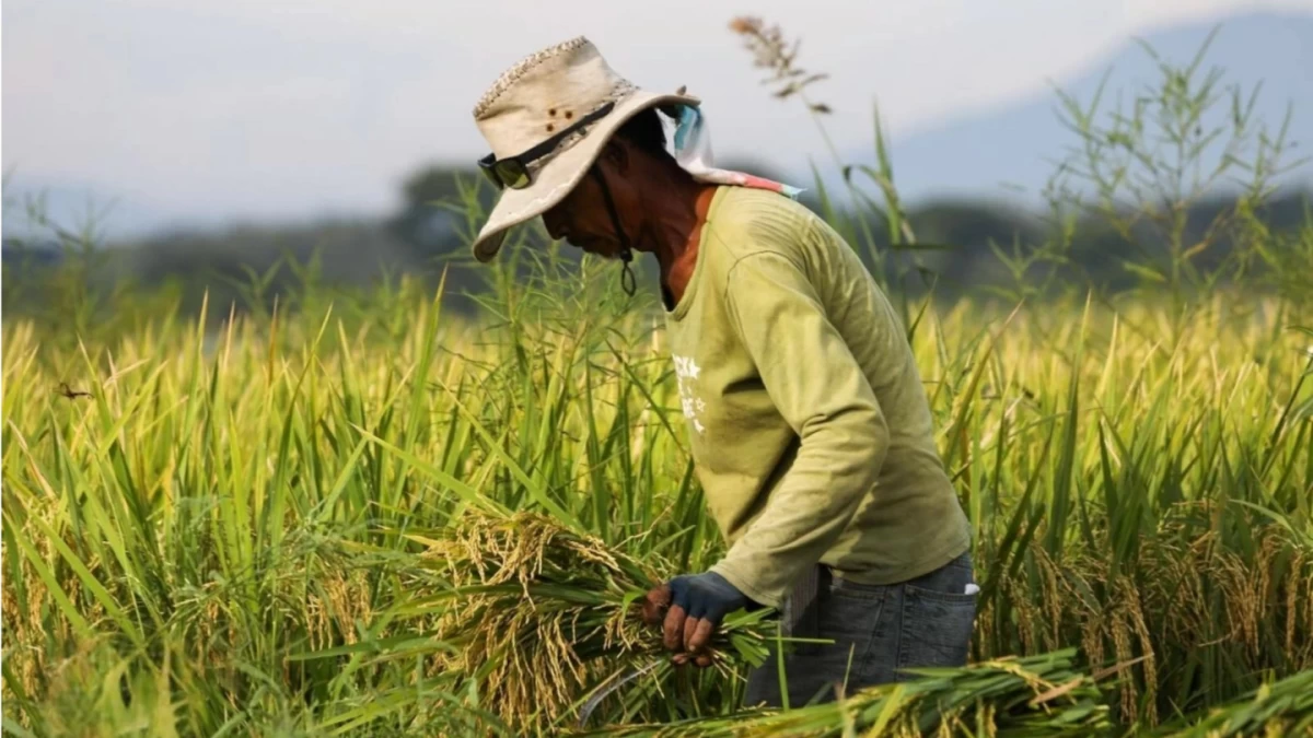 PCIC secures record ₱6.5-billion budget to expand agri insurance in 2026