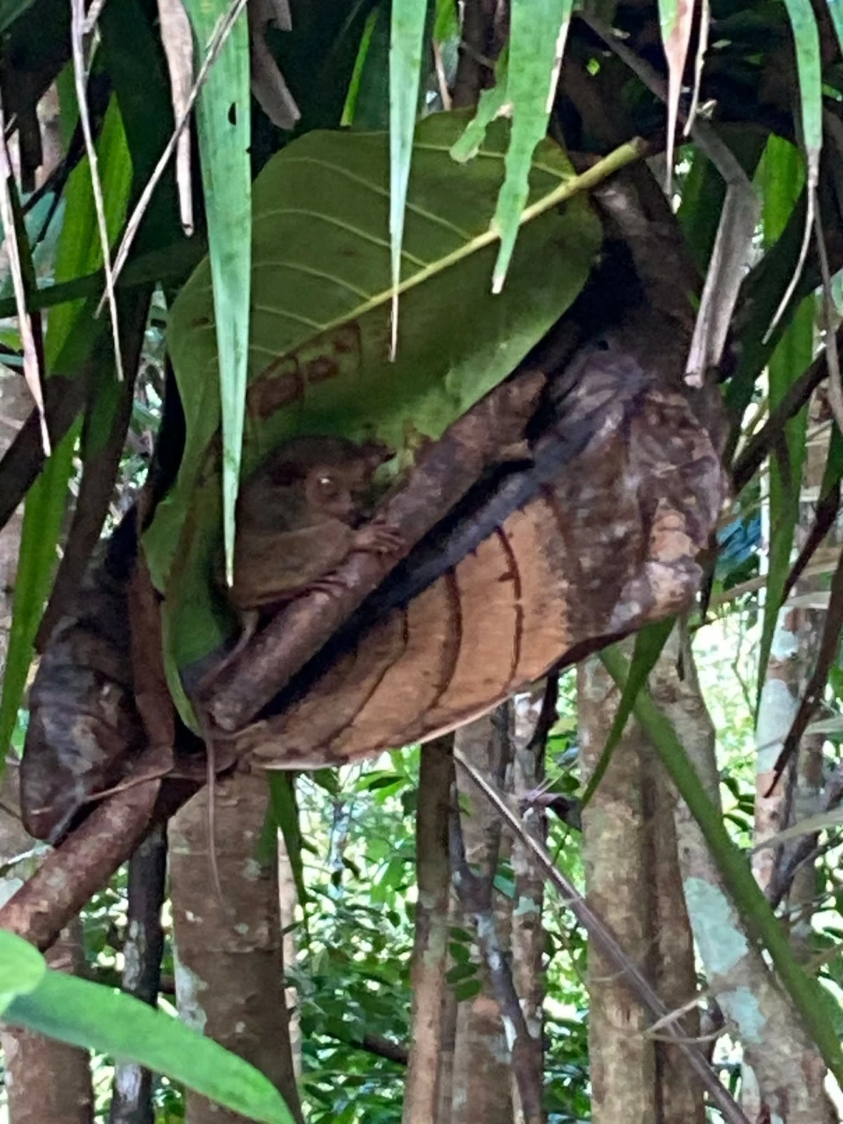 HELLO LITTLE FELLA A tarsier rests on a branch at the Philippine Tarsier Sanctuary.