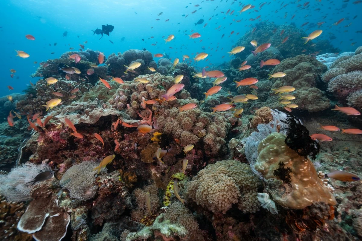 Various forms of life thrive at the Verde Island Passage.  (Photo by Boogs Rosales)
