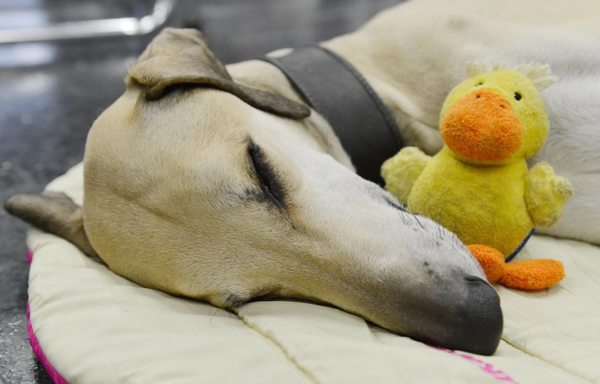 AN Afghan hound sleeps with a plush toy during the world dog show in Salzburg, Austria, on Friday, May 18, 2012. (AP)
