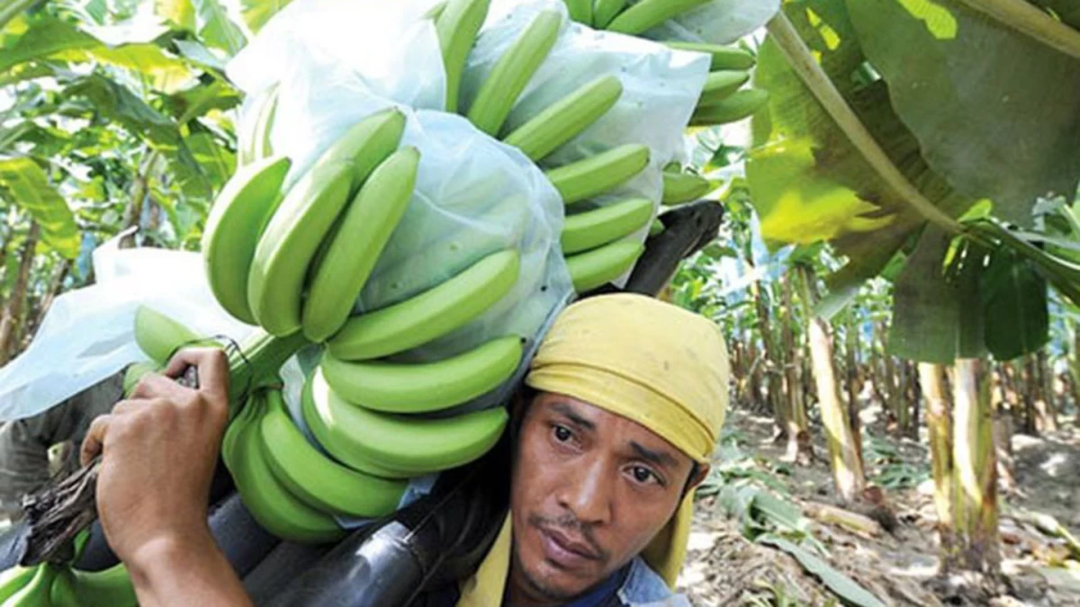 Philippines reclaims spot as world’s 2nd largest banana exporter