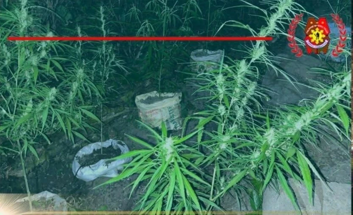 Lawmen destroy P600,000 marijuana in Negros Oriental