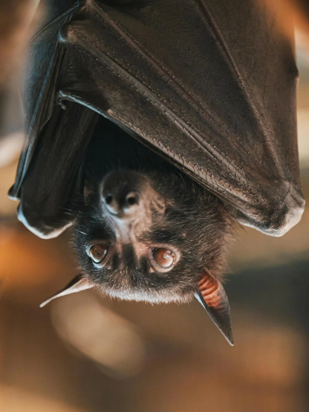 BEWARE THE BATS Bats are known carriers of the Nipah virus, which can infect humans and other mammals.
