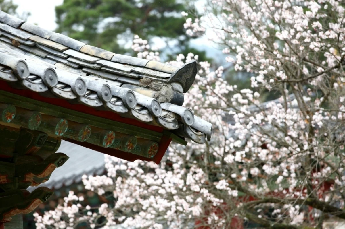 Spring in Korea (KTO Manila) 