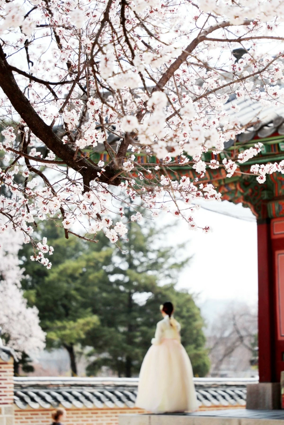 Spring in Korea (KTO Manila) 