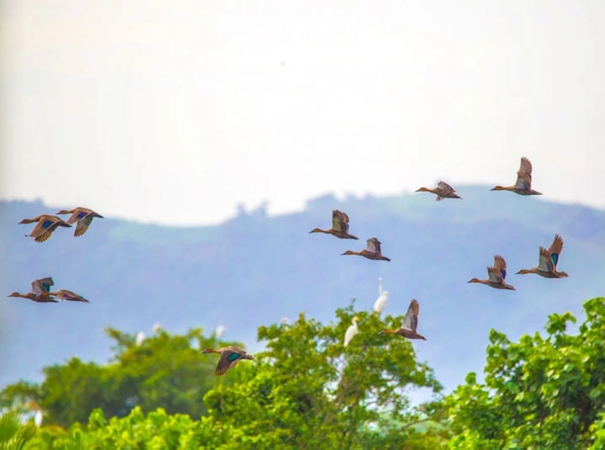 MIGRATORY birds spotted during the Asian Waterbird Census in Capiz last January.  (David G. Quimpo/Haribon Foundation)