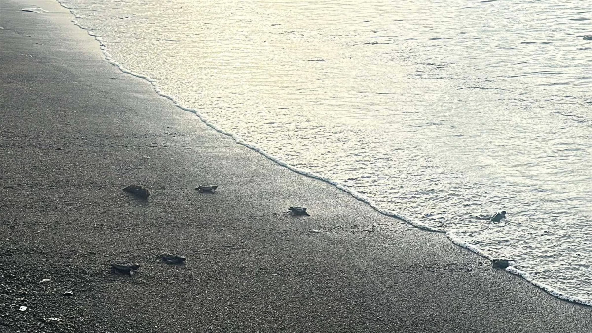 Tiny steps toward a thriving marine ecosystem. As a result of Chevron Philippines’ long-running coastal cleanup initiatives in Batangas, 146 Olive Ridley sea turtle hatchlings were safely released into open waters.