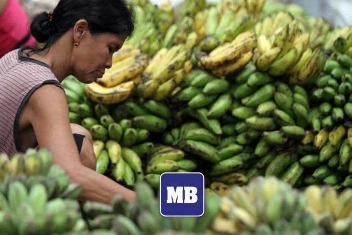 Philippines eyes No. 1 banana crown, seeks Japan tariff cuts to challenge Ecuador