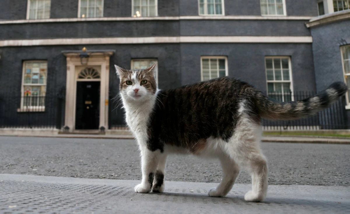 Larry, the official 10 Downing Street cat walks outside 10 Downing Street before the nationwide Clap for Carers to recognise and support National Health Service (NHS) workers and carers fighting the coronavirus pandemic, in London, Thursday, May 21, 2020. (AP Photo/Frank Augstein, File)