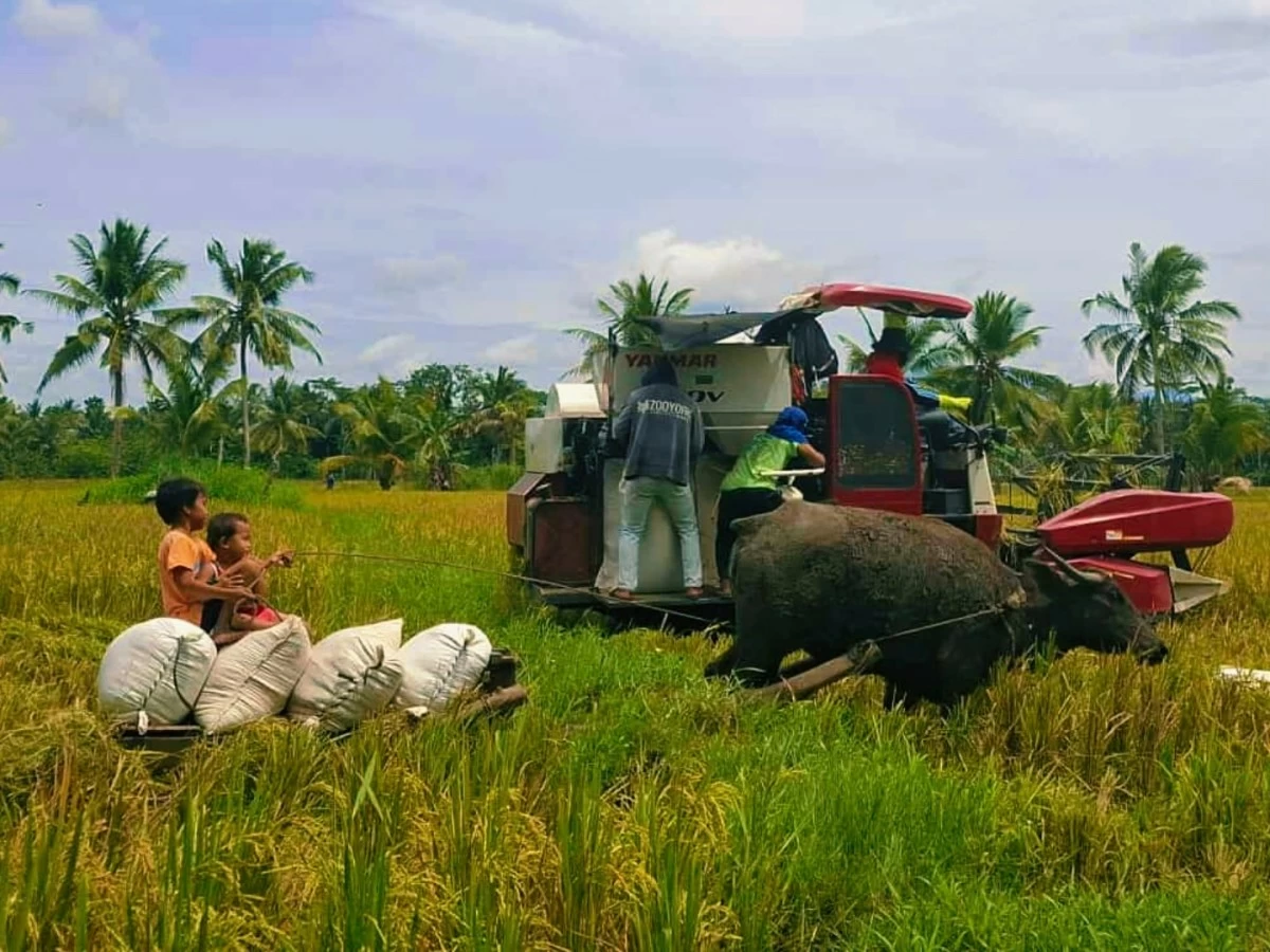 Black rice farmers of the Butuan City Organic Agriculture Cooperative.