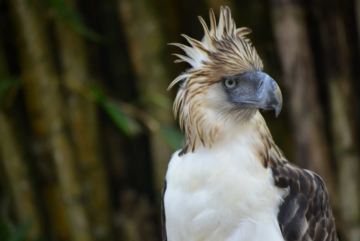 The Philippine eagle is the national bird of the country.  (Photos by Henrylito Tacio)