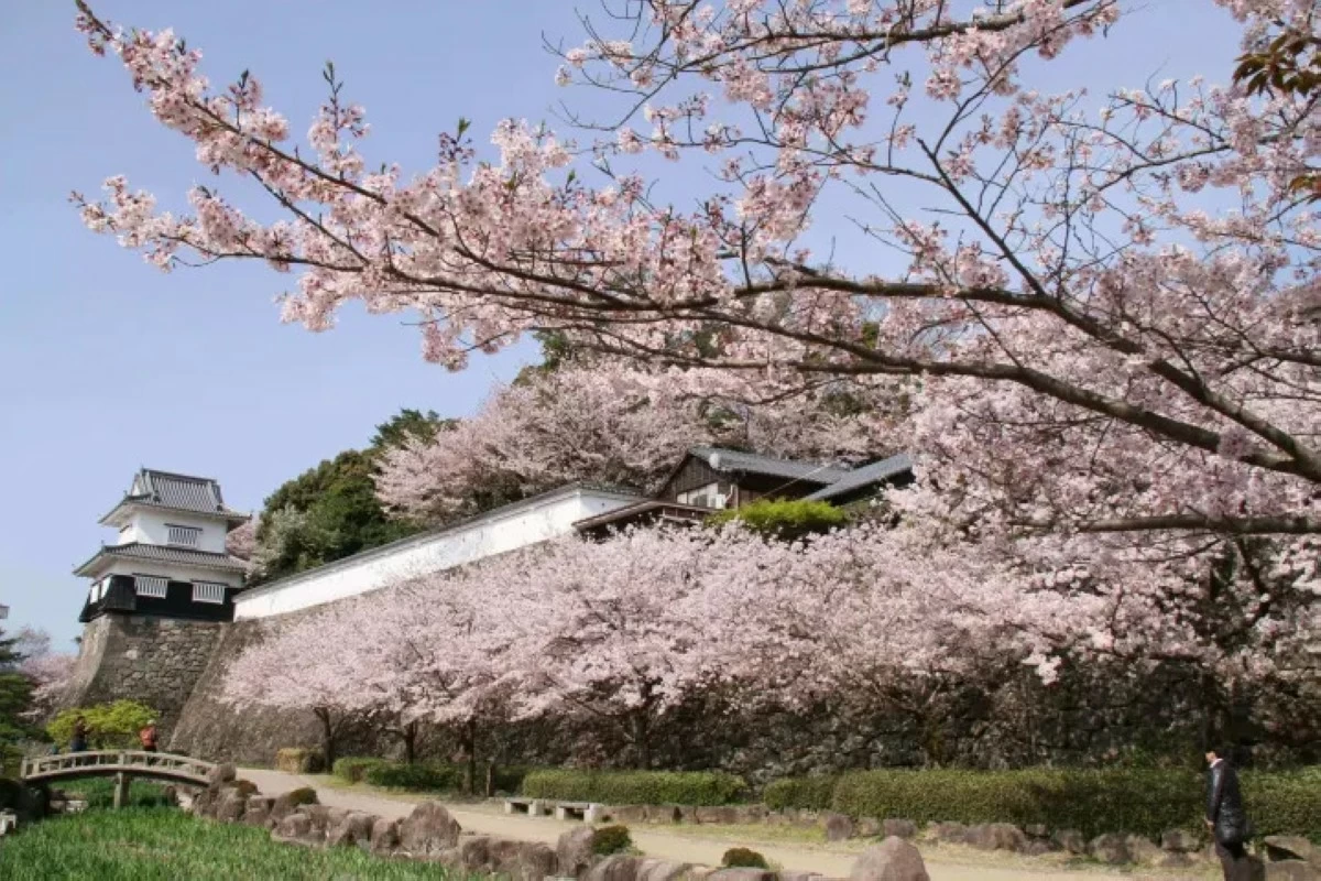 SPRINGTIME ESCAPE Omura Park is listed as one of Japan's top 100 cherry blossom spots.