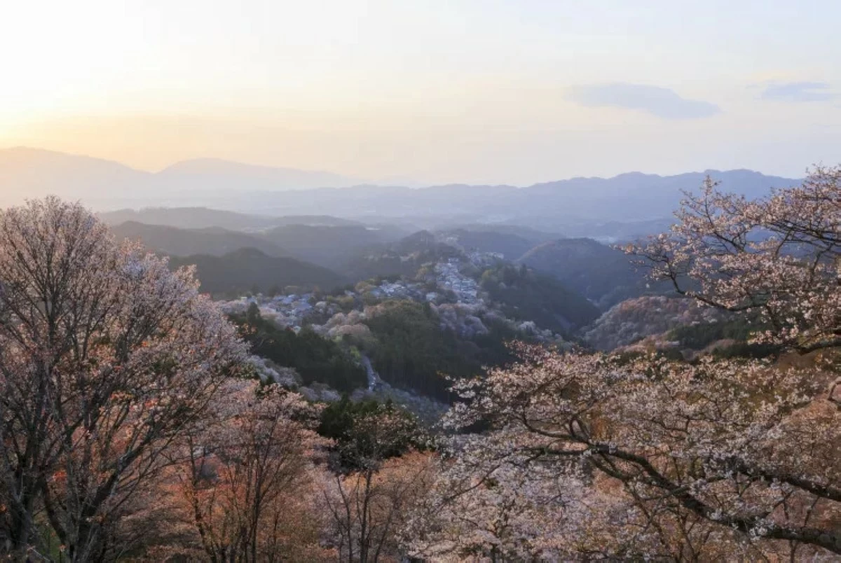 SAKURA ADVENTURE Mount Yoshino is home to over 30,000 cherry trees.