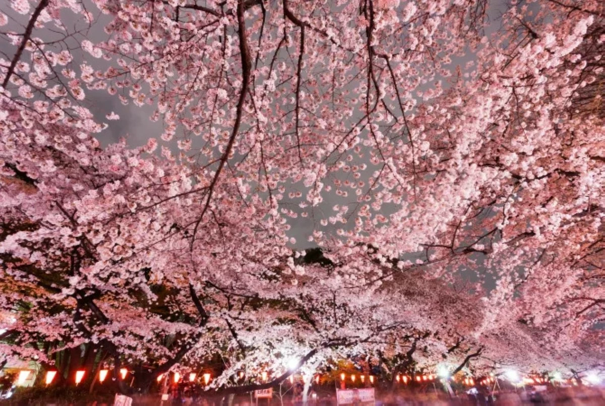 IT'S LIT Ueno Park's trees are illuminated by lanterns during the Ueno Cherry Blossom Festival.