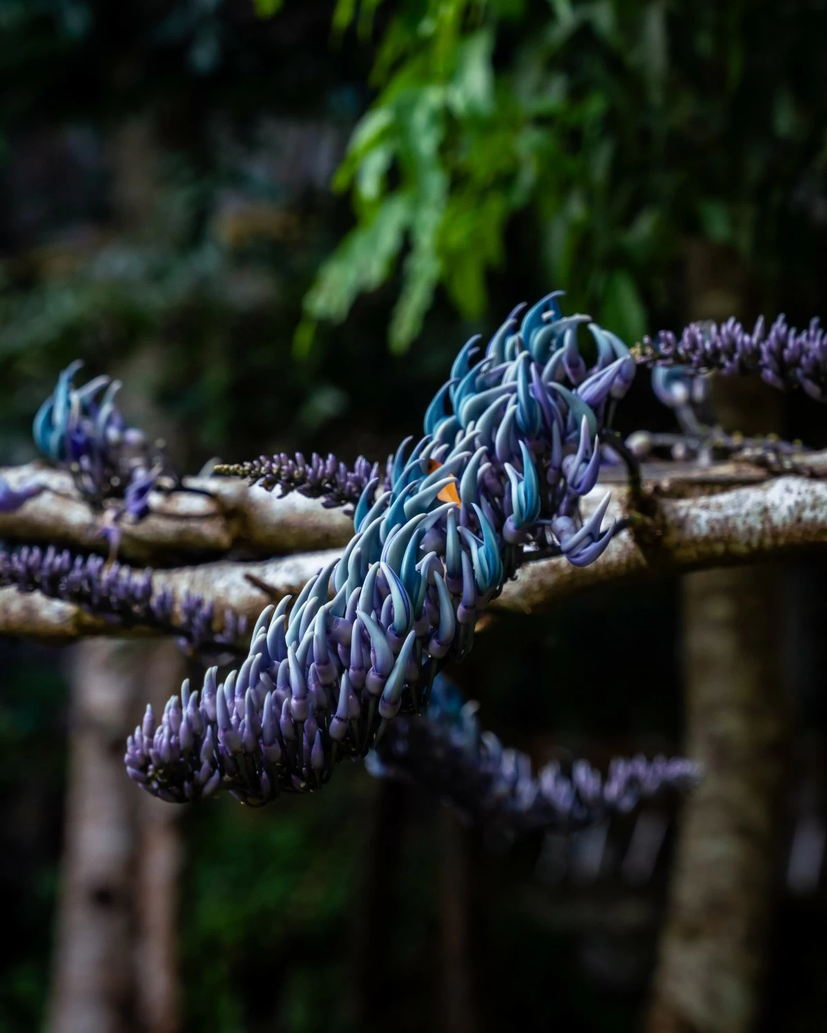 The rare and endemic JC's vine blooms like a dragon's spine on Lunar New Year.