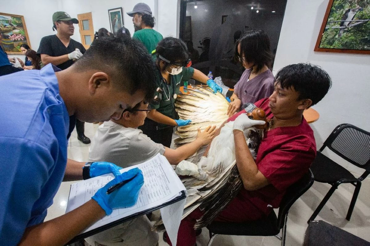 
VETERINARIANS check the wings of a Philippine Eagle. (Keith Bacongco)
