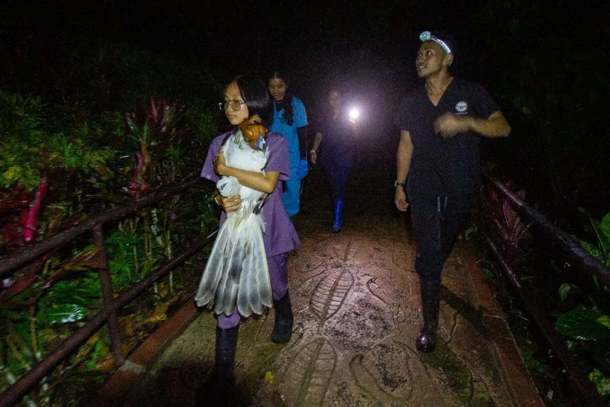 
A YOUNG PEF volunteer carries Kalatungan 2 to its cage. (Keith Bacongco)
