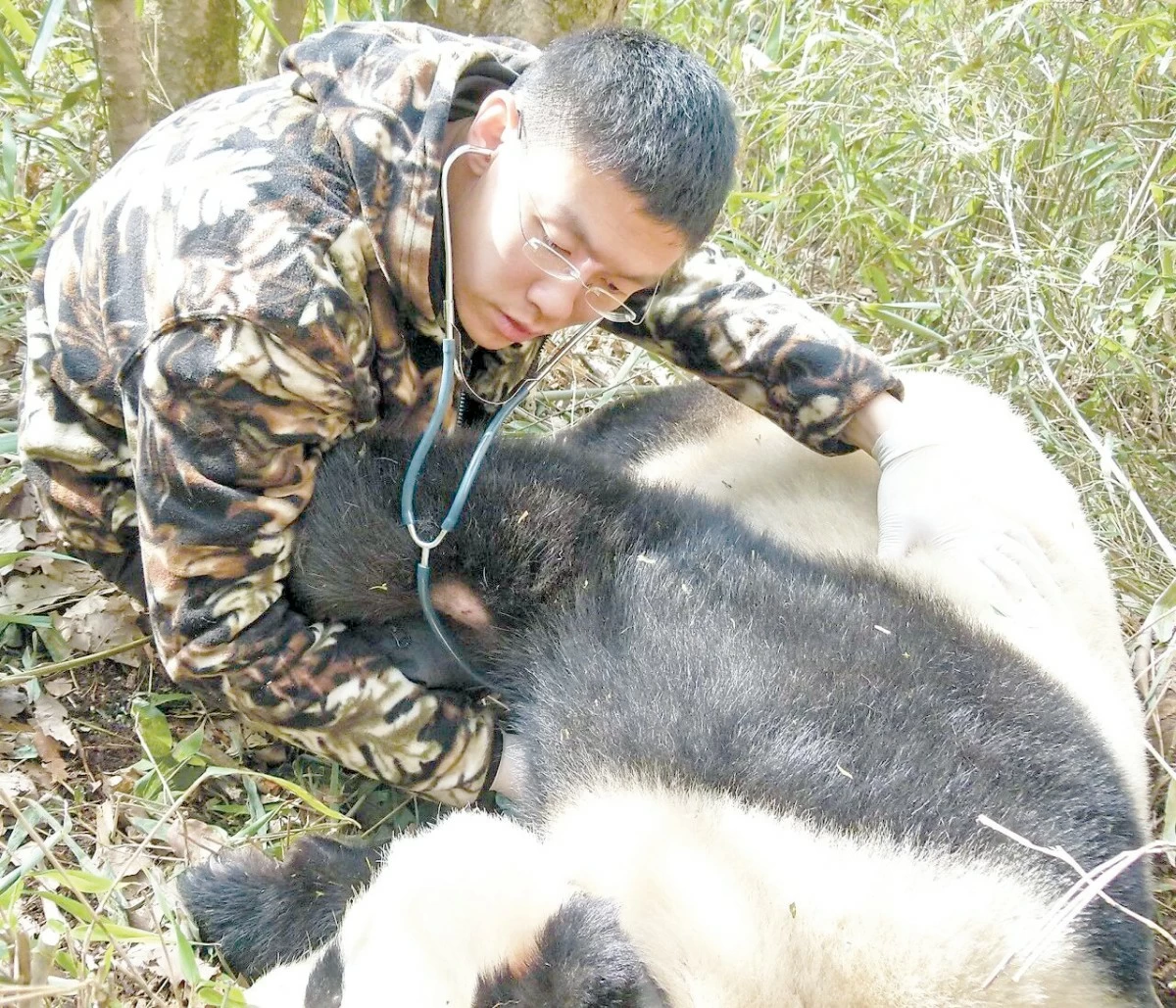Jin Yipeng carries out a medical checkup on a wild giant panda. (Photo provided by Jin Yipeng)