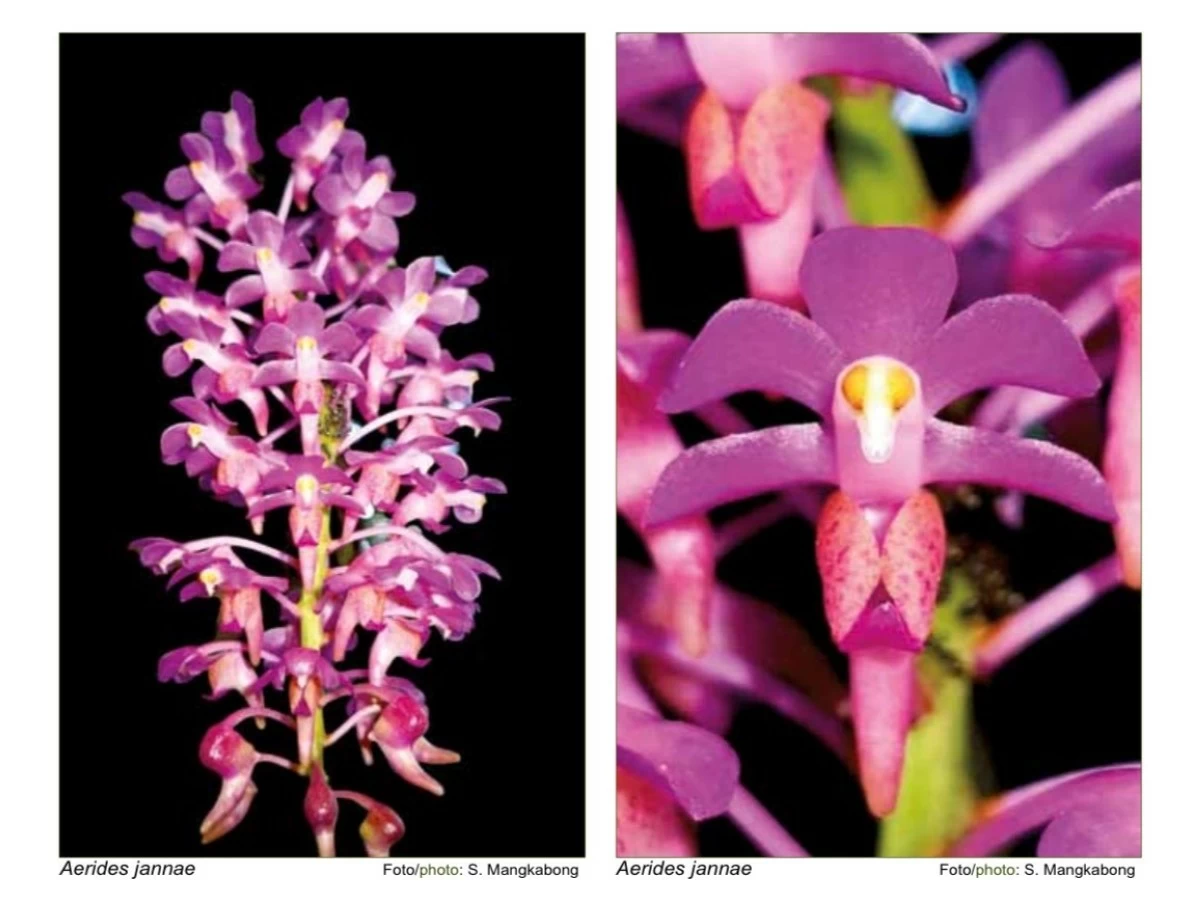 Newly identified Philippine orchid faces extinction risk