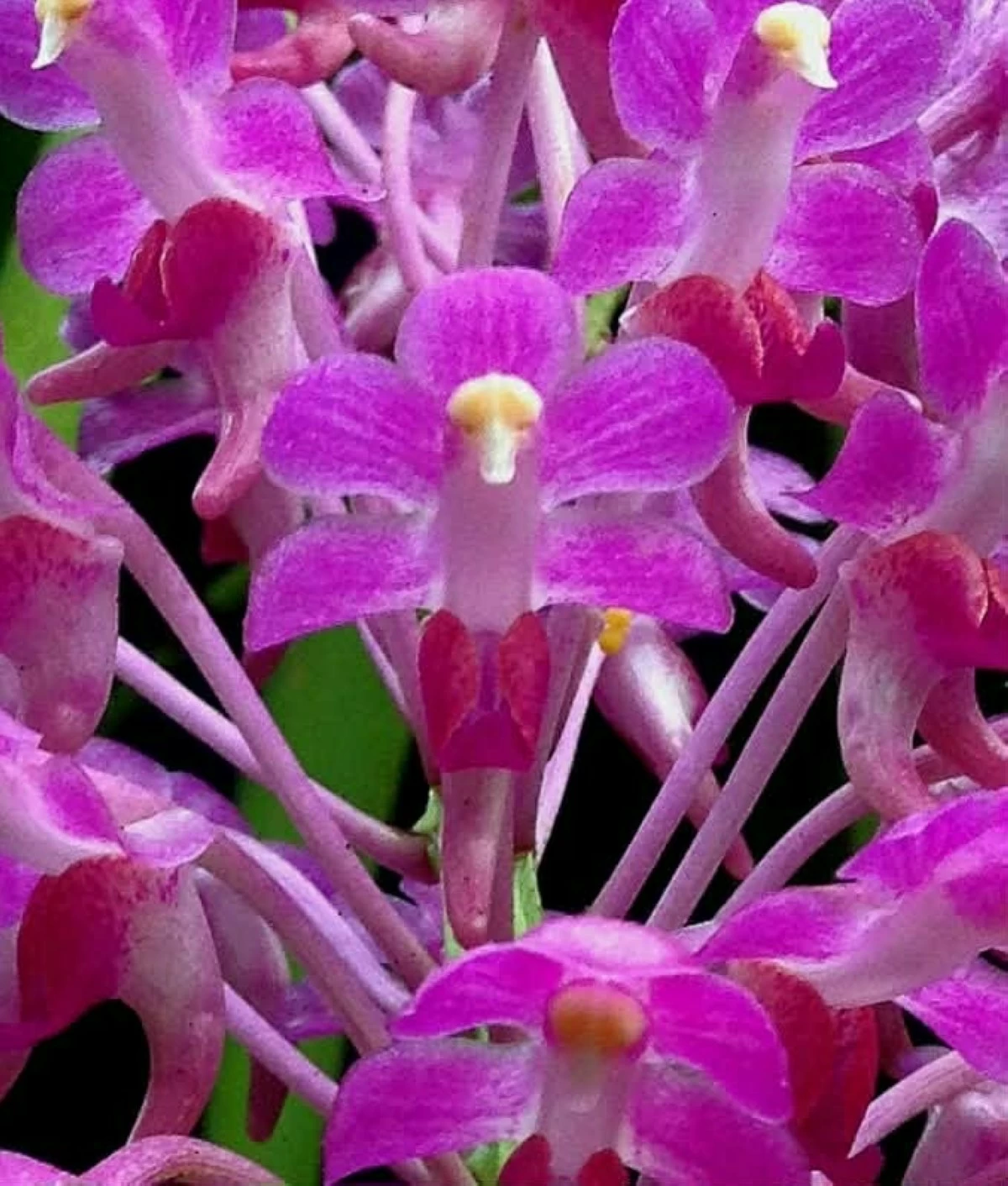 Aerides jannae (CONTRIBUTED PHOTO)