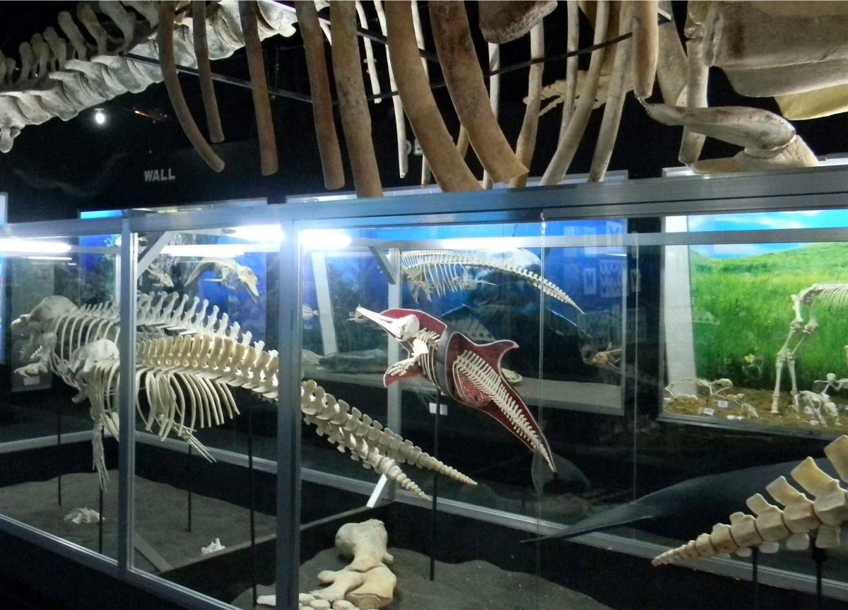 Some of the bone collections