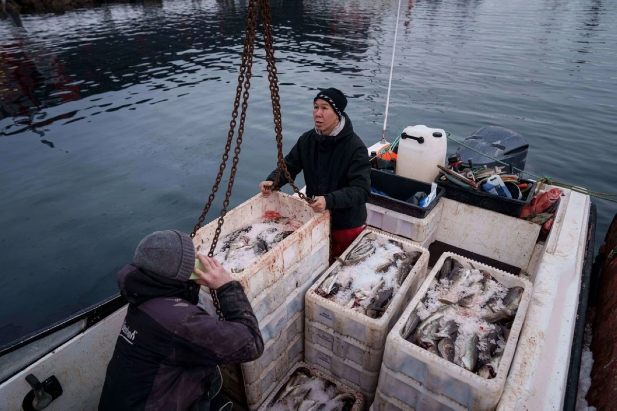 Fishermen unload boxes with fish from a boat at the harbor of Nuuk, Greenland, on Thursday, Jan. 22, 2026. (AP Photo/Evgeniy Maloletka)