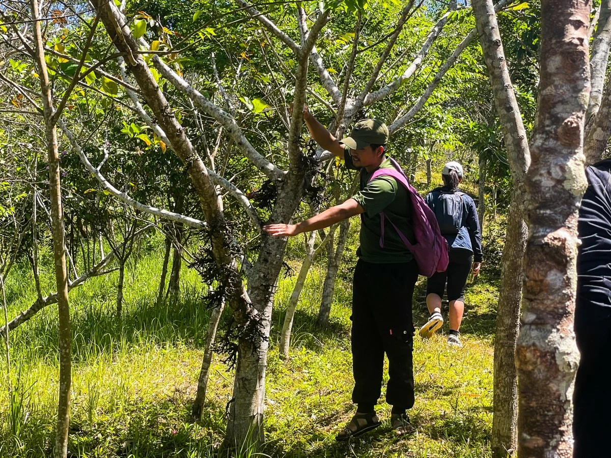 Legacy Trail Manager Kuya Nilbert explains the local trees at Masungi Georeserve (Photo by Jersey Denise Manahan)