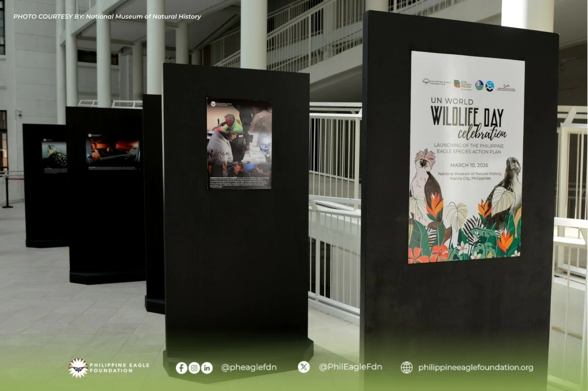A PHILIPPINE Eagle Foundation exhibit featuring the Philippine Eagle. (PEF FB) 