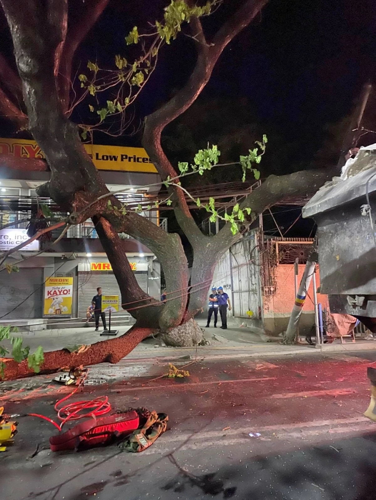 The fallen acacia tree along the National Road in Barangay Putatan, Muntinlupa on March 11  (Photo from the Muntinlupa City Department of Disaster Resilience and Management) 

