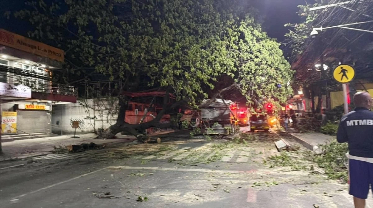 The fallen acacia tree along the National Road in Barangay Putatan, Muntinlupa on March 11  (Photo from the Muntinlupa City Department of Disaster Resilience and Management) 
