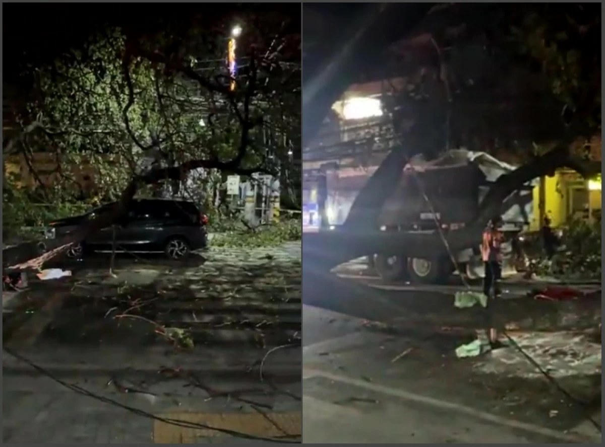 The multi-purpose vehicle (left) and dump truck hit by the falling tree in Muntinlupa on March 11 (Screenshots from Mayor Biazon's video on Facebook) 