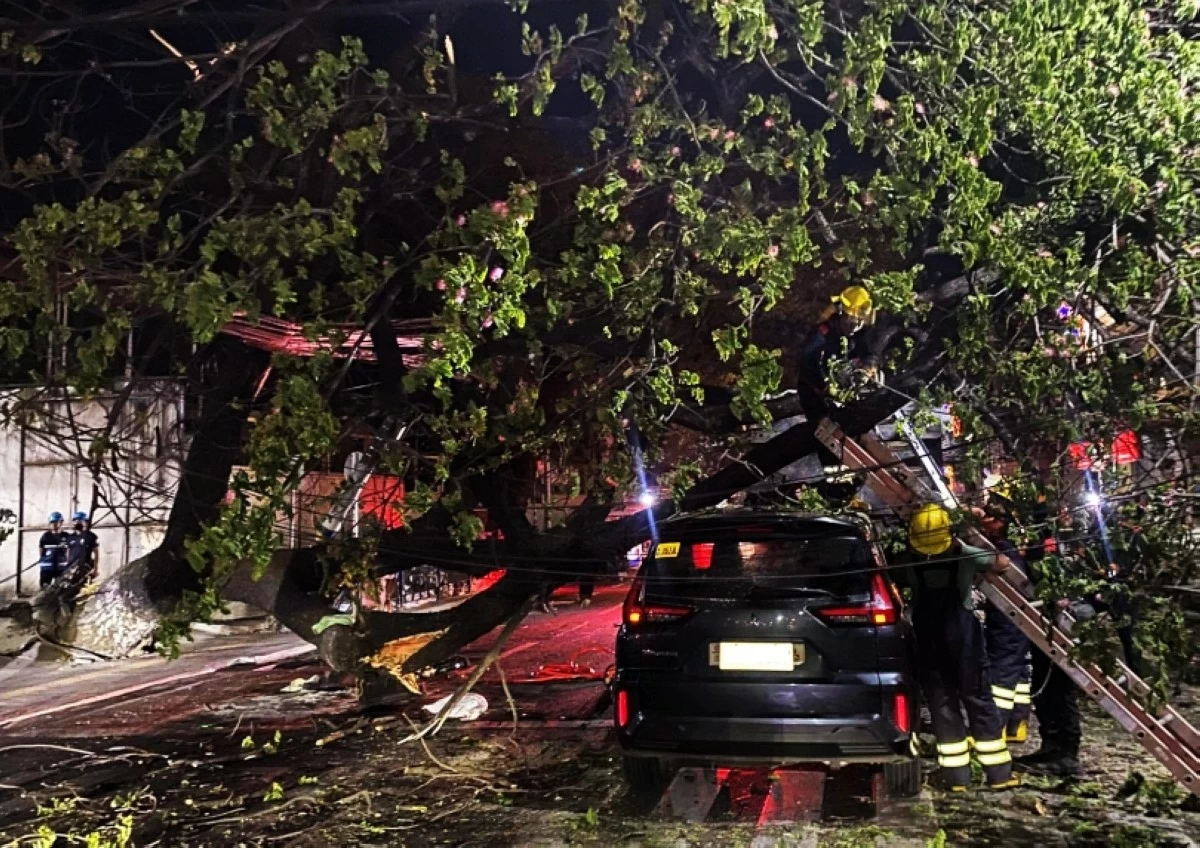 The fallen acacia tree along the National Road in Barangay Putatan, Muntinlupa on March 11 (Photo from the Muntinlupa City Department of Disaster Resilience and Management) 
