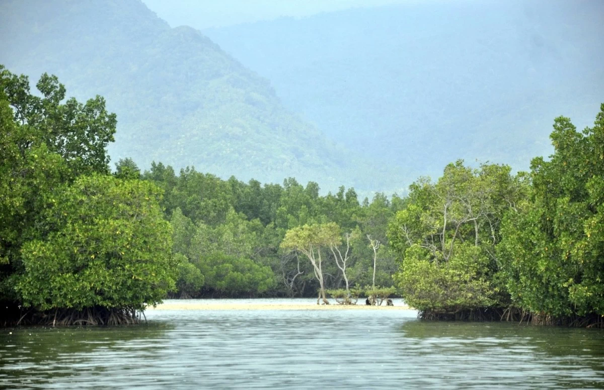 Mangroves serve as a sanctuary for fish and other marine life.