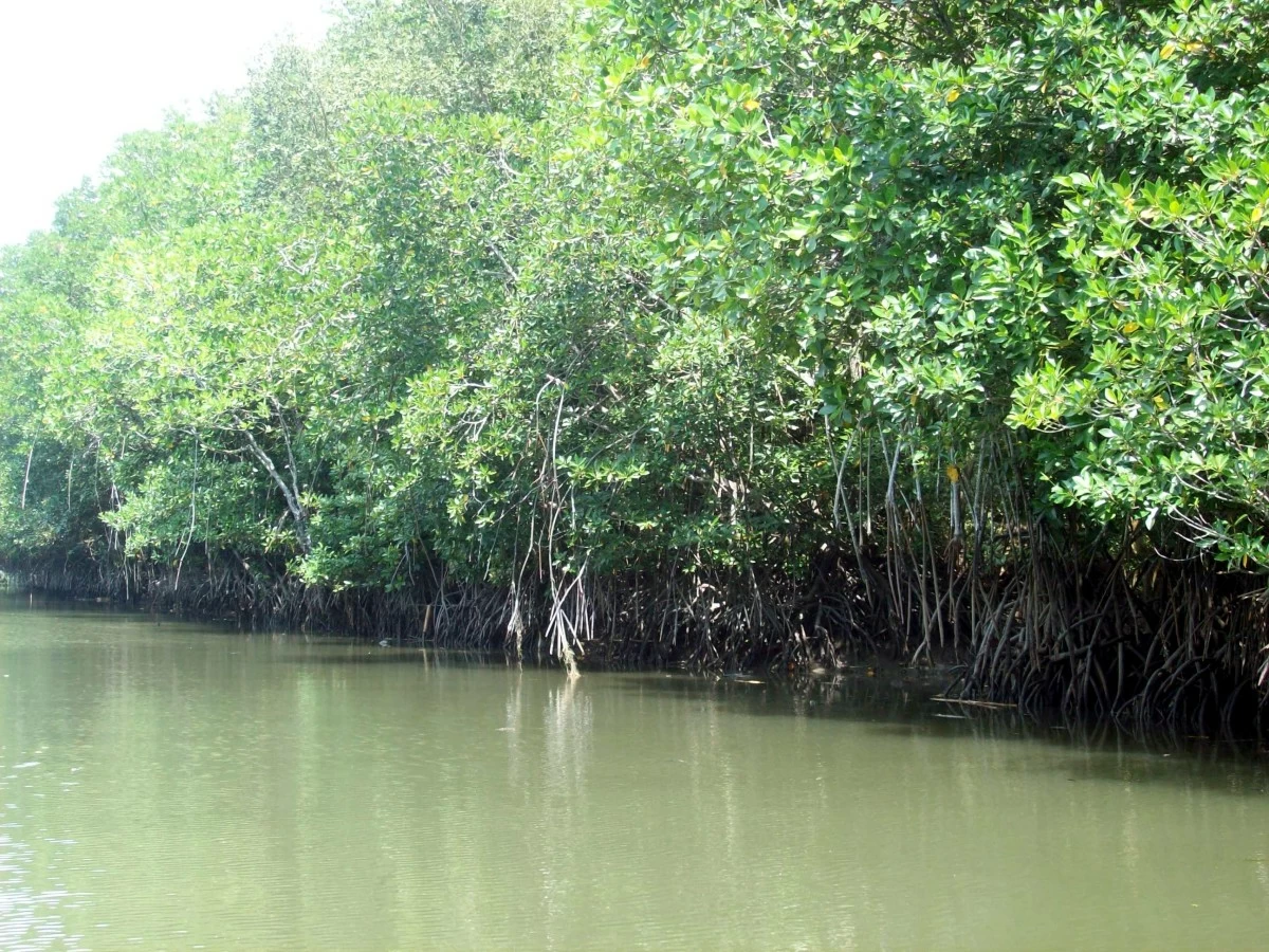 Mangroves help protect coastal communities from typhoons due to their root systems.