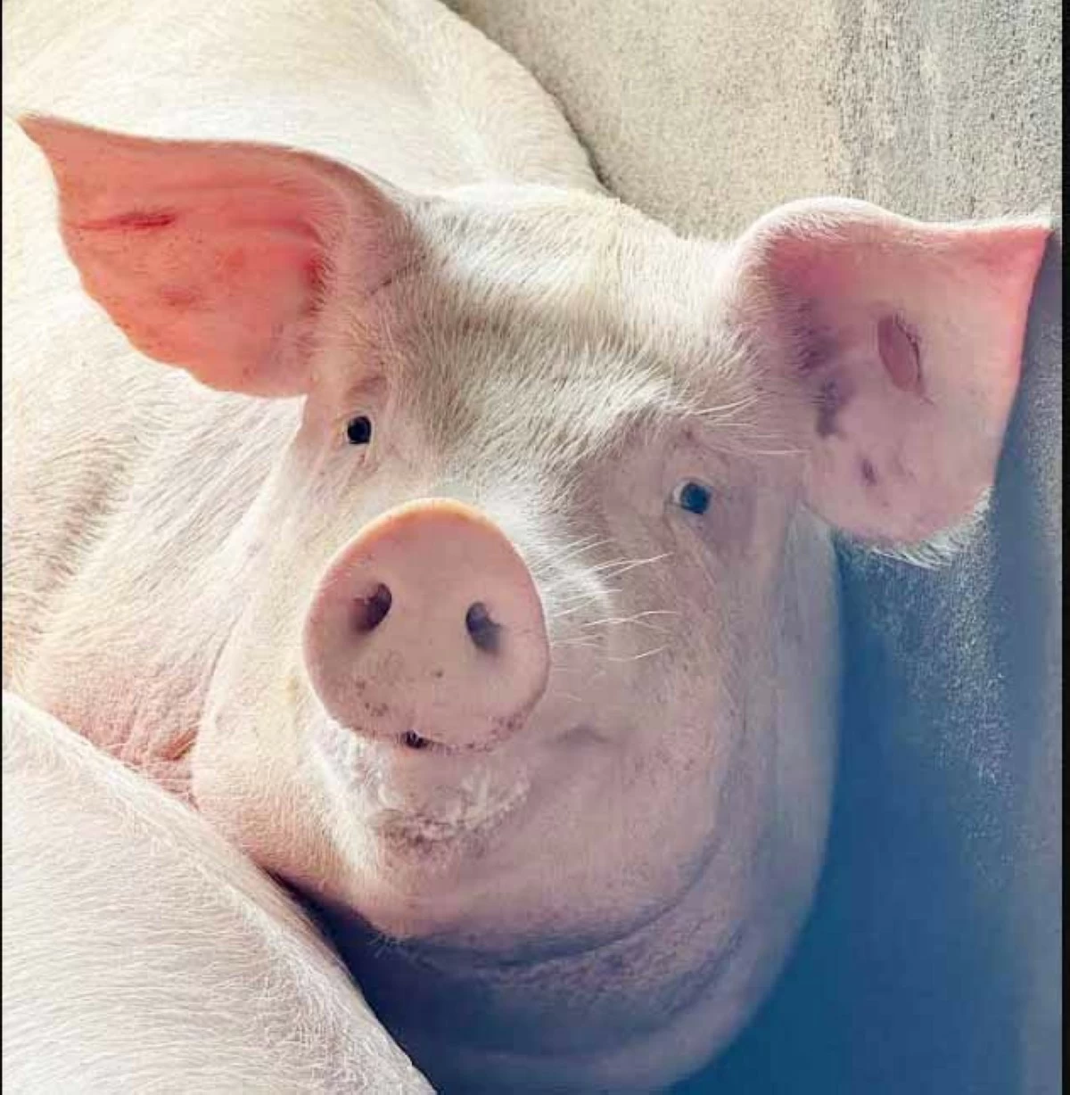 THAT'LL DO, PIG — A close-up shot of one of Kikay Farm’s healthy sows.