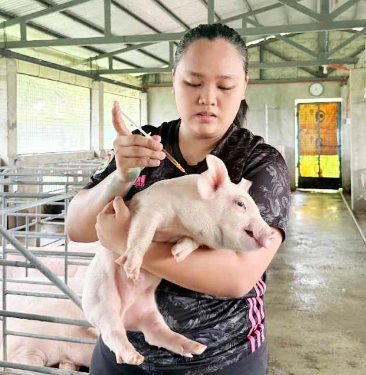 HEALTH IS WEALTH — Pattaui administers a vaccine to a piglet.