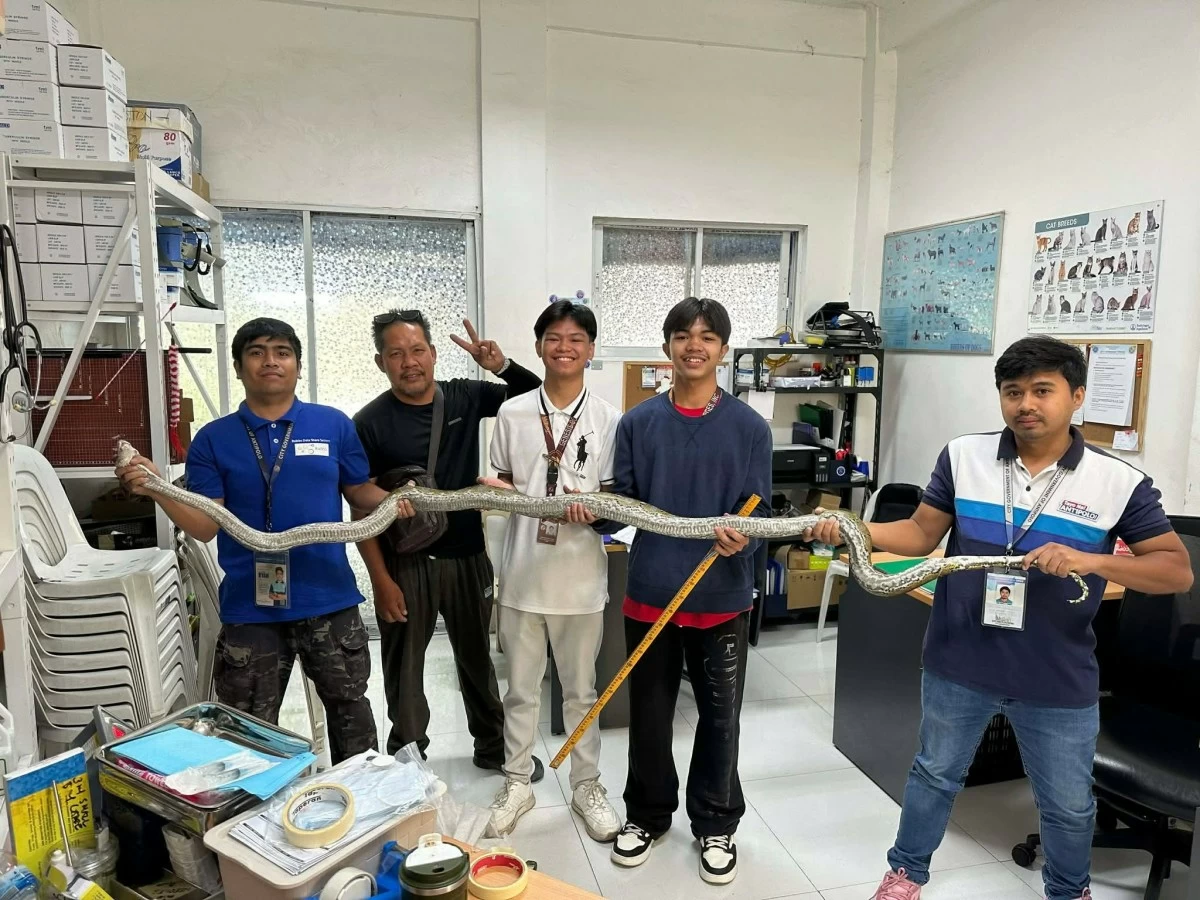 Personnel of the Antipolo local government hold the rescued reticulated python. (Photo from Mayor Jun Ynares)