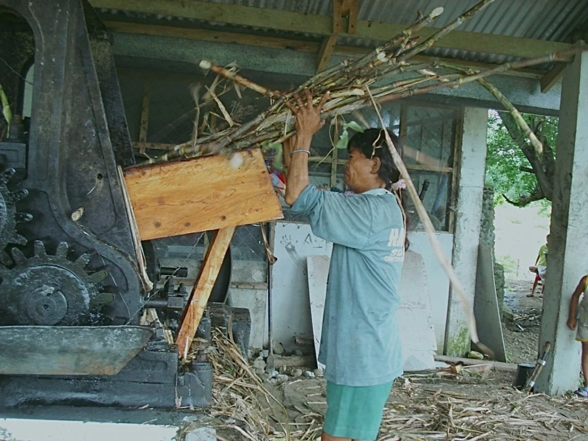 SWEET STORY — Freshly harvested sugarcane crushed to extract juice.