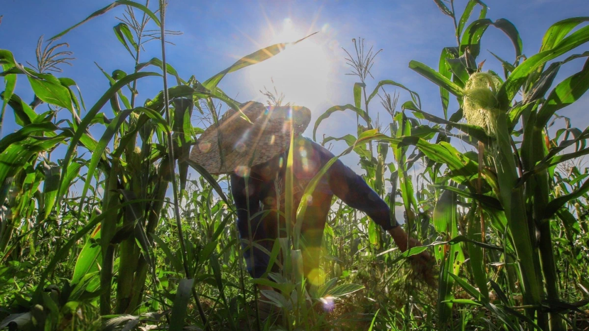 Bad weather, rising demand force Philippines to rely more on imported corn