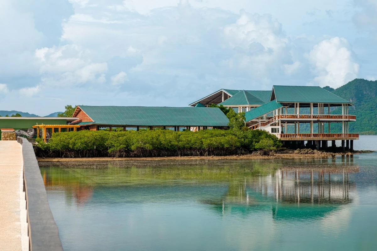 Mangrove (Photo courtesy of SETIR)