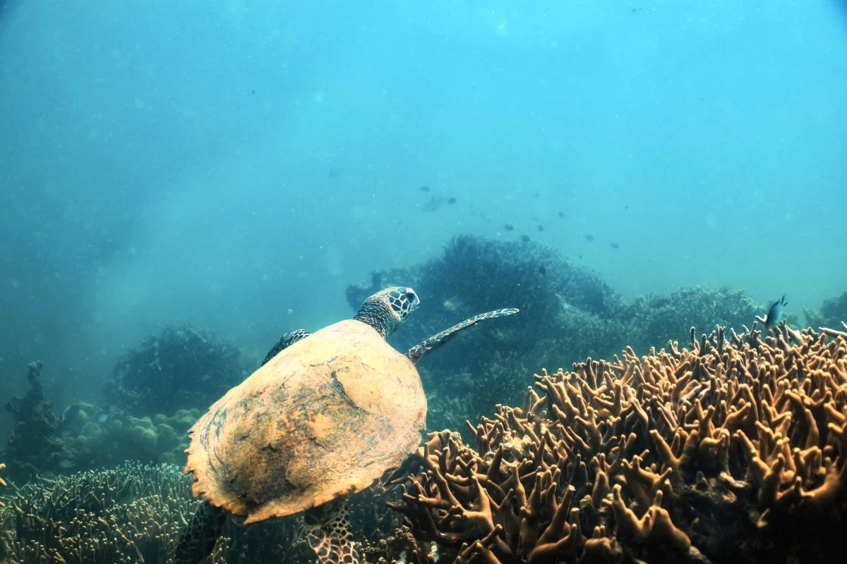 The resort can arrange island tours around Coron  (Photo courtesy of SETIR)