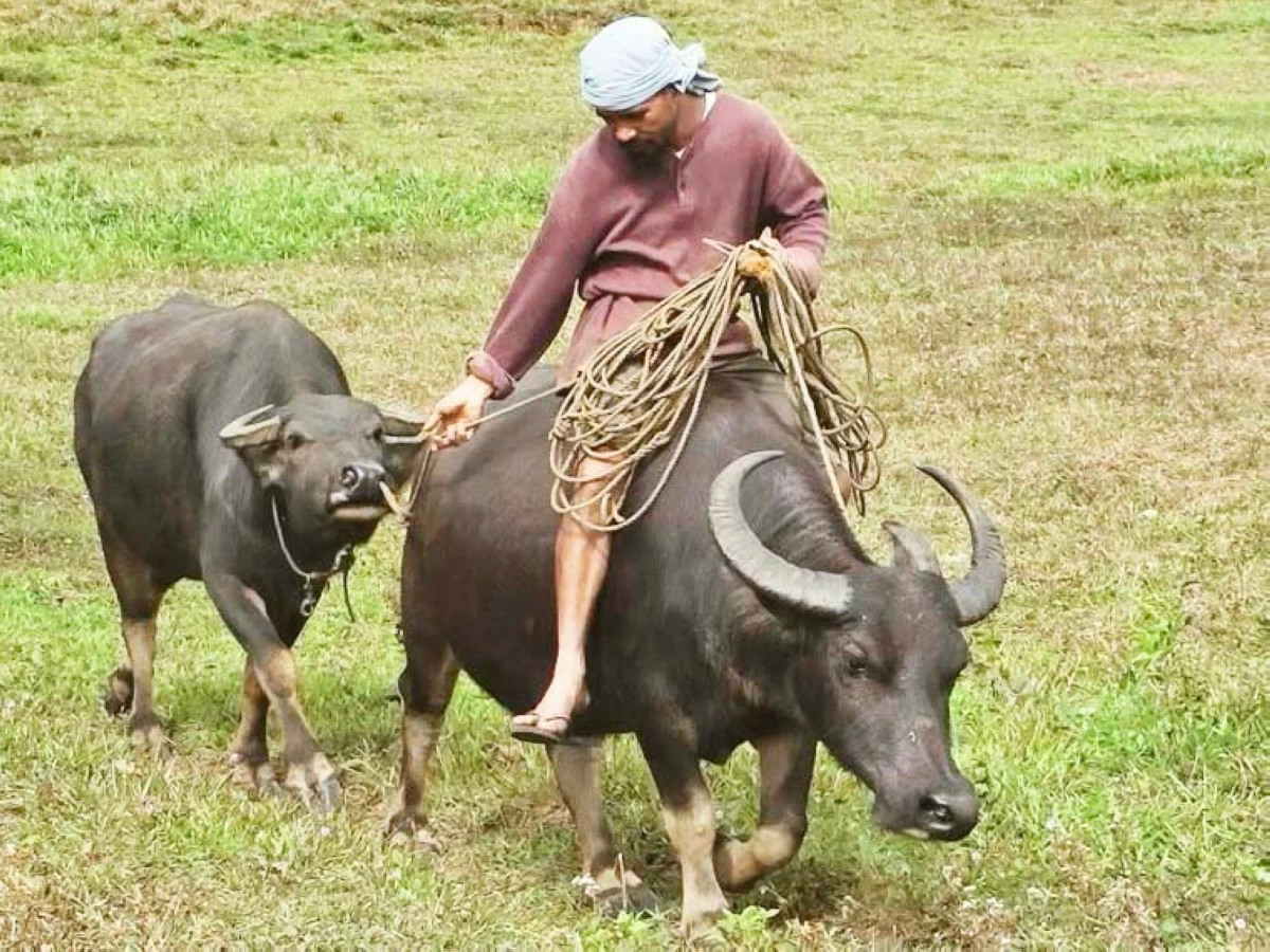SOLOMON PAGUNSAN rides a carabao across his farm in Negros Oriental.