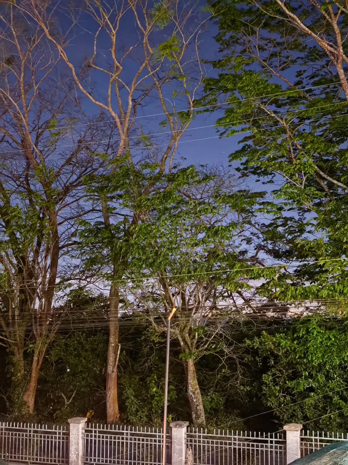 With the naked eye, you'd only see the trees. Everything else beyond was pitch black.