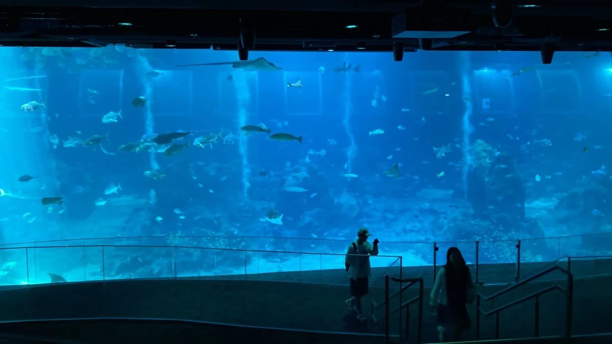 DIVE INTO ADVENTURE Spot various aquatic creatures at the Open Ocean area. (Photo courtesy of Singapore Oceanarium)