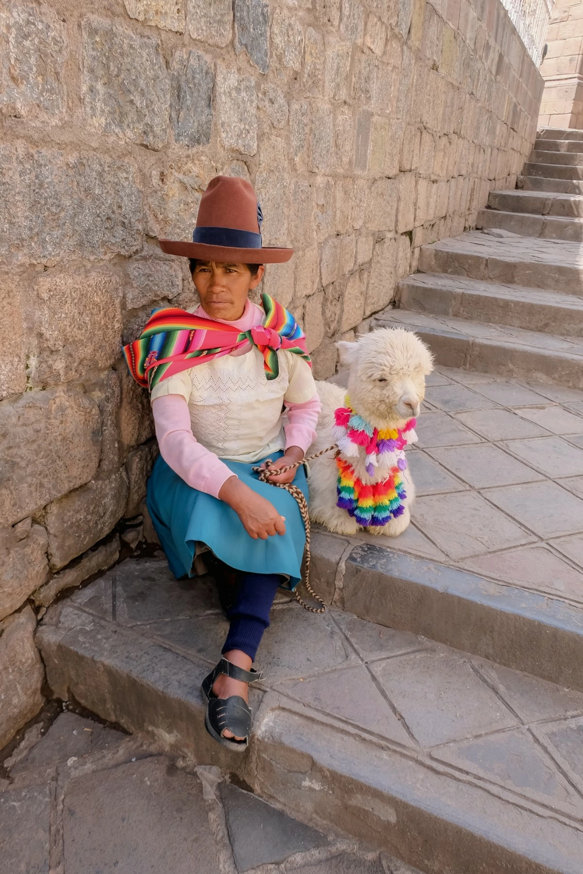 WOOLY SIGHT Alpacas are a common sight along Plaza del Armas. (Photo: Joseph Pedrajas/Manila Bulletin)