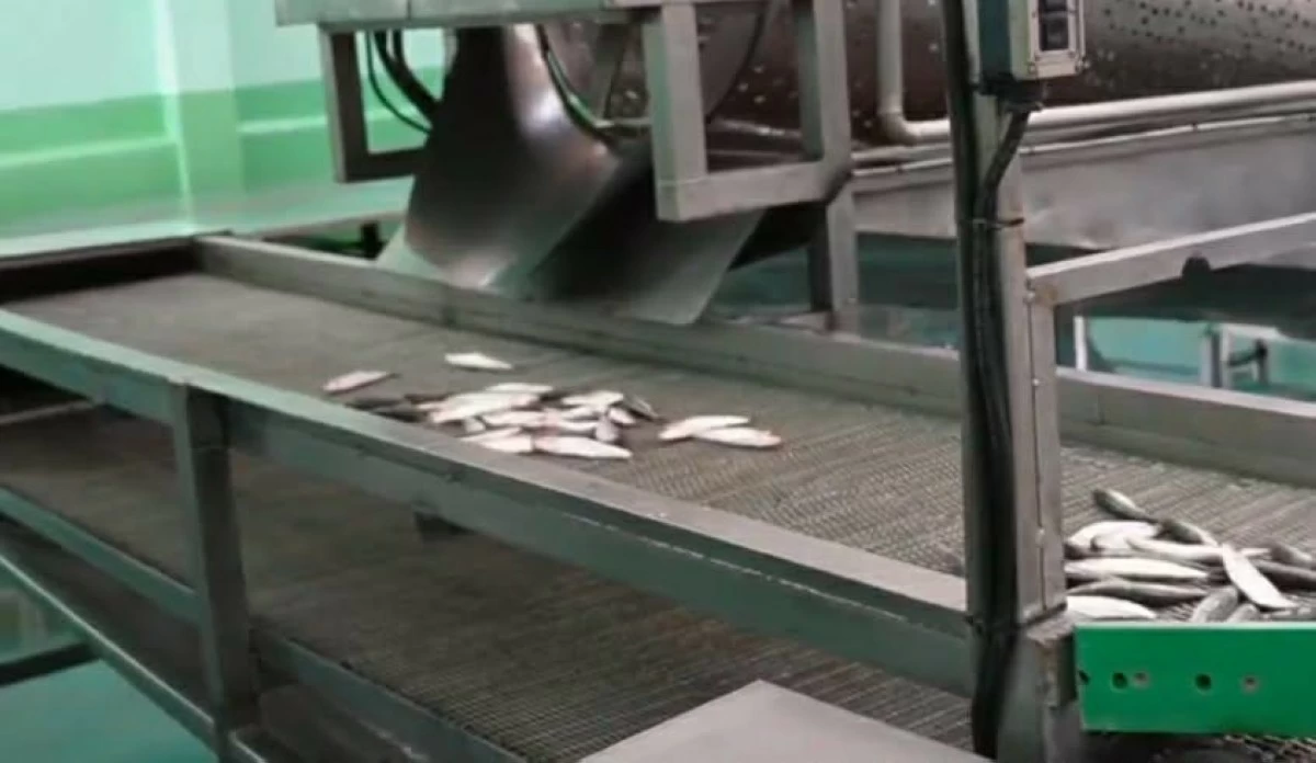 SARDINES processed in a factory. (Photo via Liza Jocson)