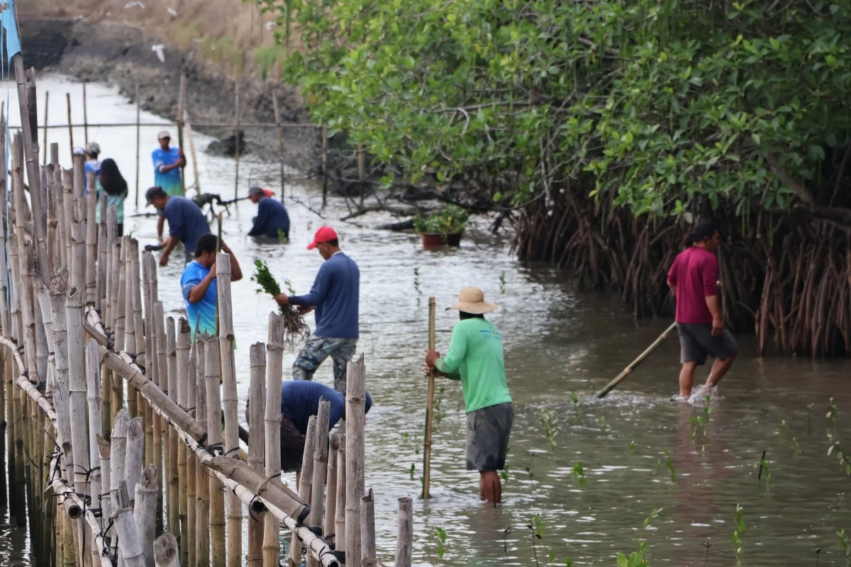 GNPD’s Samal Mangrove Adoption and Protection Program. Volunteers work together to plant 2,300 mangrove saplings in a five-hectare area in Barangay East Calaguiman, Samal, Bataan, adopted by AboitizPower through GNPower Dinginin.
